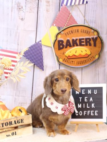 20240901モカくん